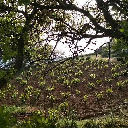 Σπίτι διακοπών Amidst Vines And Oak Trees Ioulis